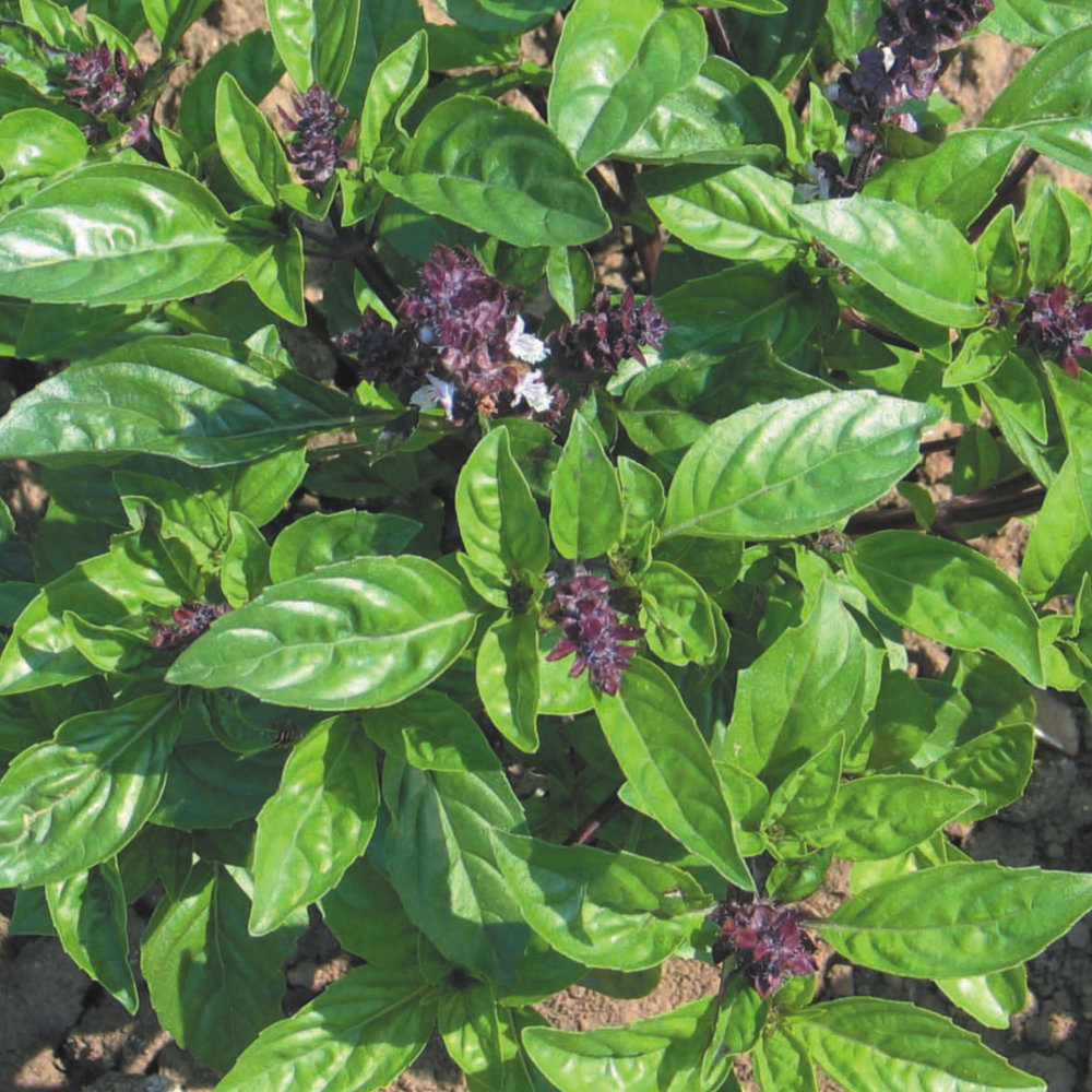 Basil Seeds Cinnamon